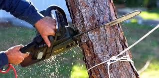 Best Hedge Trimming  in Pomona, CA