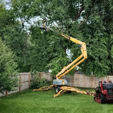 Best Tree and Shrub Care  in Pomona, CA