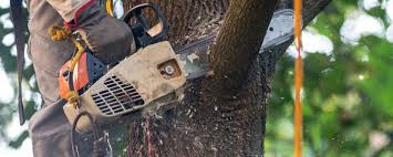 Best Stump Grinding and Removal  in Pomona, CA