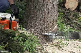 Reliable Pomona, CA Tree Care Solutions