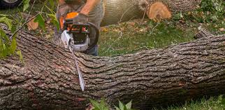 Lawn Maintenance Plans in Pomona, CA