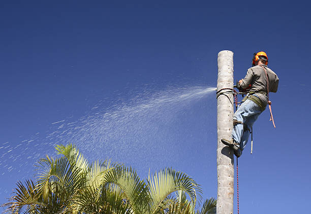 Best Firewood Processing and Delivery  in Pomona, CA