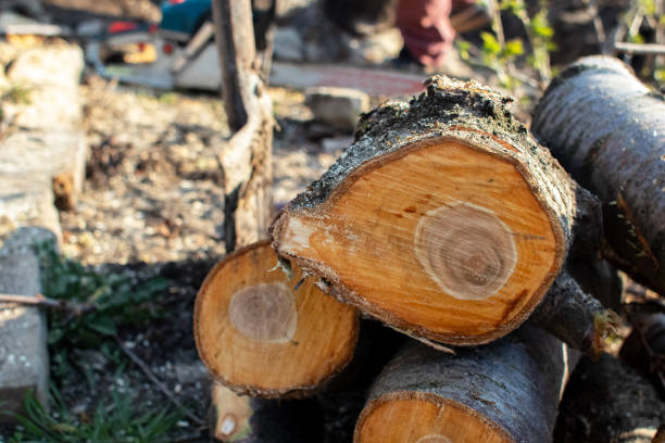 Best Hazardous Tree Removal  in Pomona, CA