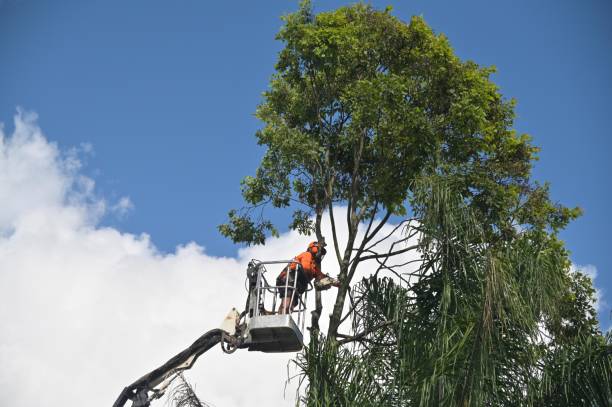 How Our Tree Care Process Works  in  Pomona, CA