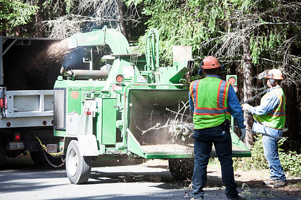Best Utility Line Clearance  in Pomona, CA
