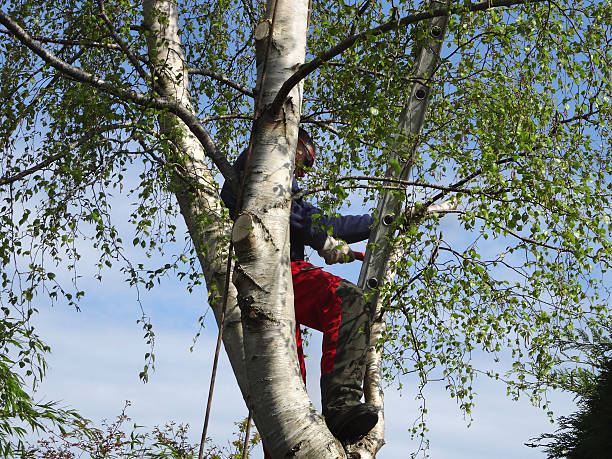 Best Tree Cabling and Bracing  in Pomona, CA