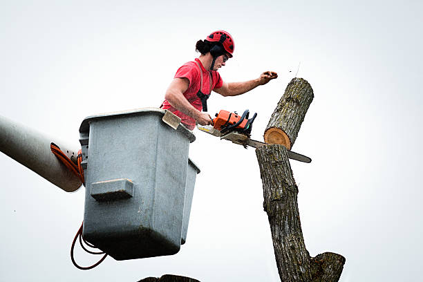 Best Tree Health Inspection  in Pomona, CA