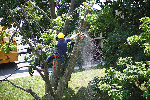 Best Pest Control for Lawns  in Pomona, CA