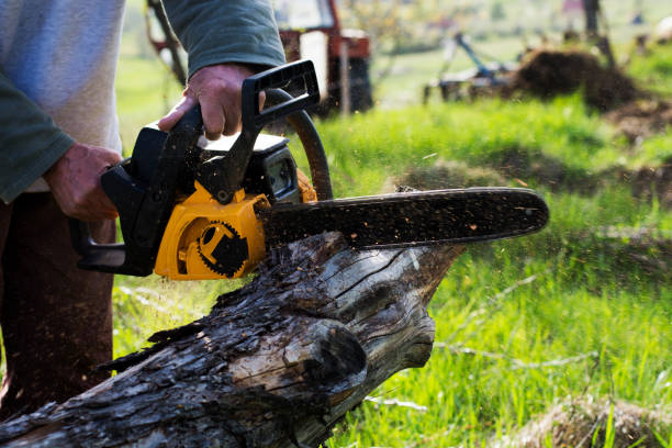 Best Seasonal Cleanup (Spring/Fall)  in Pomona, CA