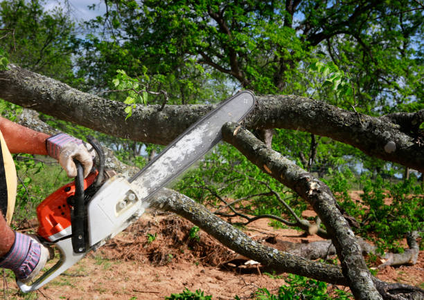Best Tree Risk Assessment  in Pomona, CA